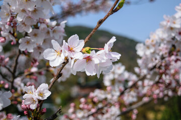 桜の季節の京都嵐山