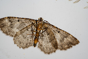 polilla encapsulada en resina transparente preservada