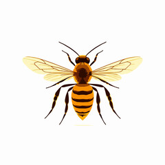 Obraz premium Detailed honey bee illustration with transparent wings.