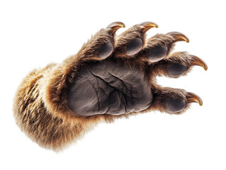 A close-up view of a bear paw showcasing sharp claws and intricate fur details, perfect for nature and wildlife themes.