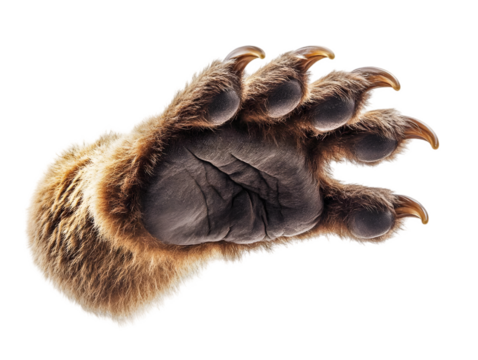 A close-up view of a bear paw showcasing sharp claws and intricate fur details, perfect for nature and wildlife themes.