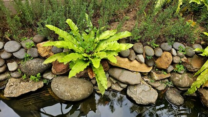 Fern leaf growing among the rocks. Fish pond surrounded with boulders, stones, rocks, pebbles and other decorative items. Relaxing view of outdoor garden. Beautifull landscape.