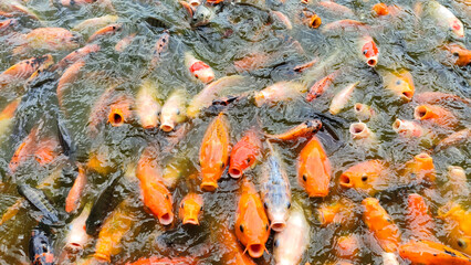 Close-up of a dense group of goldfish swarming on the water's surface, creating a lively scene of movement and interaction. Colorful, shimmering scales in the pond
