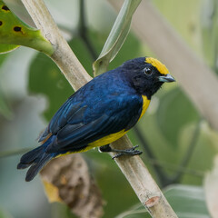 Orange-bellied Euphonia