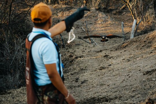 Falconer guides a bird of prey in flight over a rugged landscape