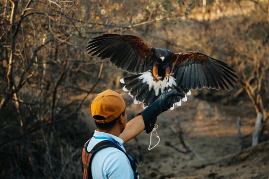 Falconer in a forest setting with Harris's hawk perched on his gloved hand - Powered by Adobe