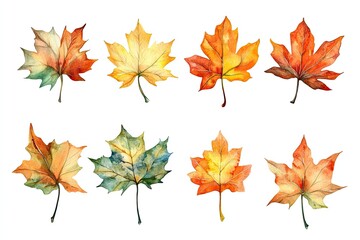 Fototapeta premium Set of watercolor autumn maple leaves hand drawn on white background