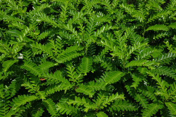 Background pattern and texture of fresh green leaves in the garden.Ecology and environment concept. For graphic design, 3D rendering and banner background