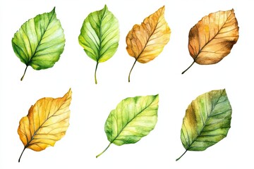 Obraz premium Set of watercolor Beech Leaves hand drawn on a white background