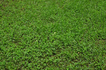 
14 Pattern and texture background of green grass in the swamp. Ecology and environment concept. For graphic design, 3D rendering and banner background
