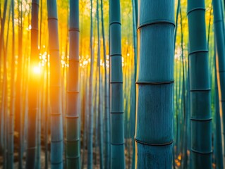 Obraz premium Bamboo forest illuminated by sunlight at sunset