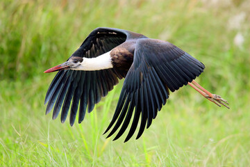 Woolly-Necked Stork Flying