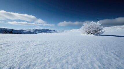 Winter wonderland landscape.  Frozen frosted bush in a snow-covered plain under a vast blue sky