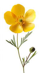 Obraz premium a buttercup isolated on a white background, a high-resolution photograph,