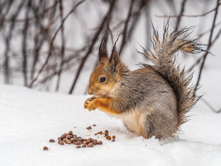 The squirrel in winter sits on white snow.
