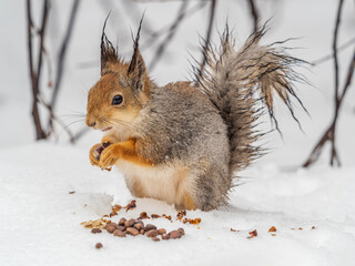 The squirrel in winter sits on white snow.