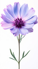 Fototapeta premium a catananche isolated on a white background, a high-resolution photograph,