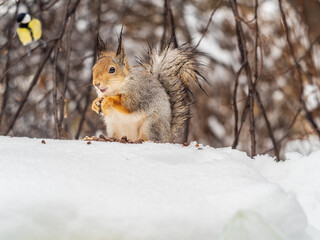 The squirrel in winter sits on white snow.