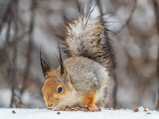 The squirrel in winter sits on white snow.