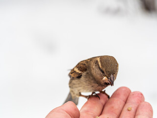 A sparrow sits on a man's hand and eats seeds.