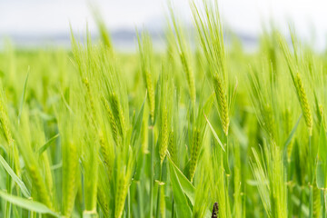 From the beginning of spring, green barley is beautifully green