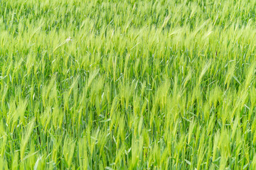 From the beginning of spring, green barley is beautifully green