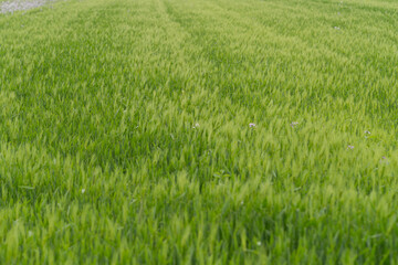 From the beginning of spring, green barley is beautifully green
