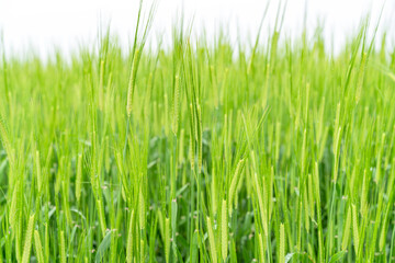 From the beginning of spring, green barley is beautifully green