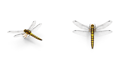Adult dragonfly top or side view