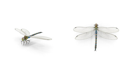 Dragonfly on the top or side view