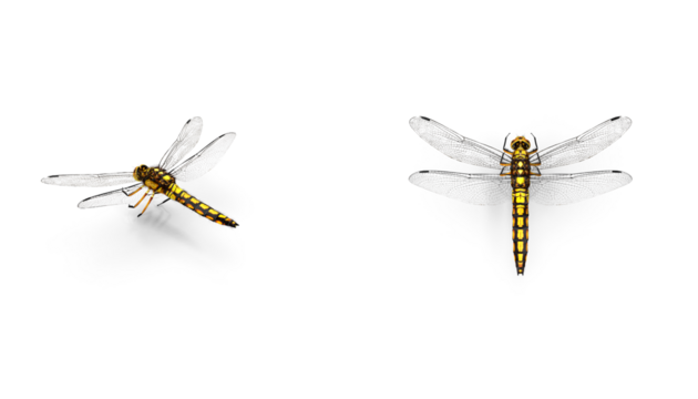 Adult dragonfly top or side view