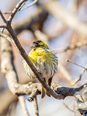 Eurasian siskin male, latin name spinus spinus, sitting on branch of tree. Cute little yellow songbird.