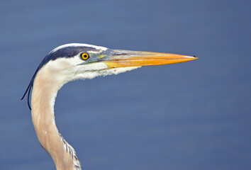 Trilcolor heron closeup of head and neck, facing rightat , blue water background at Lake Apopka, Florida