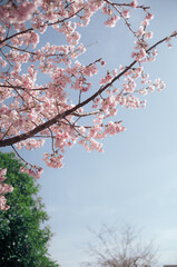 春、桜爛漫