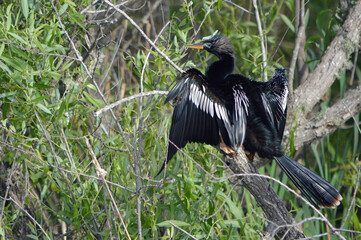 Blue-eyed Anhinga in breeding plumage perched on a tree branch with its wings spread and drying at Lake Apopka, Wildlife Drive in Florida