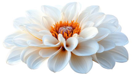 Dahlia's Delicate Bloom: A close-up shot of a pristine white dahlia flower, capturing its intricate petal arrangement and vibrant orange center, offering a pure and natural aesthetic