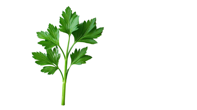 Parsley Sprig: Close-up shot of fresh green parsley sprig against a minimalistic background, highlighting its vibrant color and intricate details.