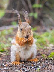 Squirrel eats a nut while sitting in green grass. Eurasian red squirrel, Sciurus vulgaris