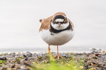 Little ringed plover (Charadrius dubius), bird standing on the lake shore