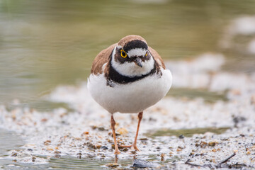 Little ringed plover (Charadrius dubius), bird standing on the lake shore