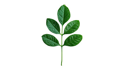 Vibrant Green Leaf: A single, healthy, and vivid green leaf, showcasing its intricate veining and texture in a macro shot.