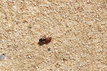 Female Velvet Ant (Dasymutillini) looking for nest site, South Australia