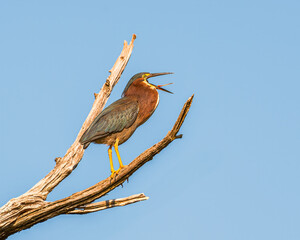 Green Heron