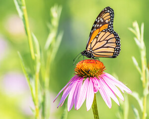 Monarch butterfly on flower