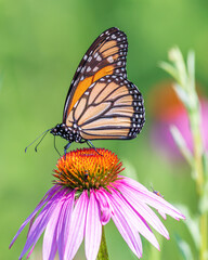 monarch butterfly on flower