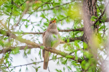 Thrush Nightingale, Luscinia luscinia. A bird sits on a tree branch and sings