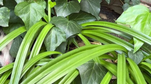 A released possum holds still in ivy and lily leaves