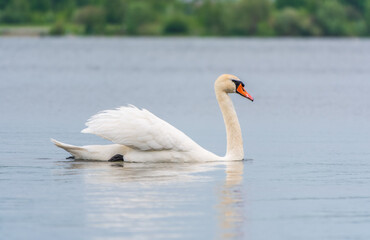 Graceful white Swan swimming in the lake, swans in the wild. Portrait of a white swan swimming on a lake.