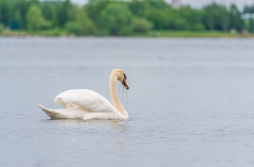 Graceful white Swan swimming in the lake, swans in the wild. Portrait of a white swan swimming on a lake.