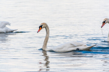 Graceful white Swan swimming in the lake, swans in the wild. Portrait of a white swan swimming on a lake.
